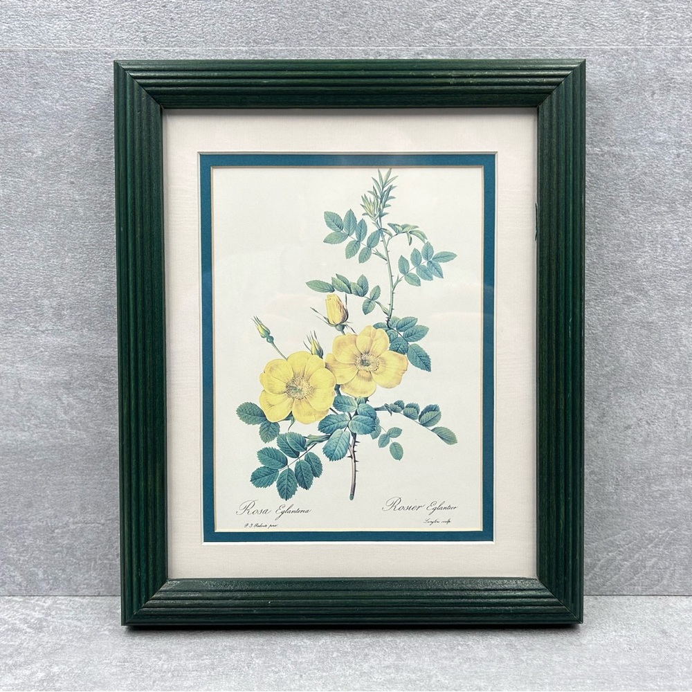 Rosa Eglanteria Art Print Matted Glass Framed by Pierre-Joseph Redoute 11x9 in